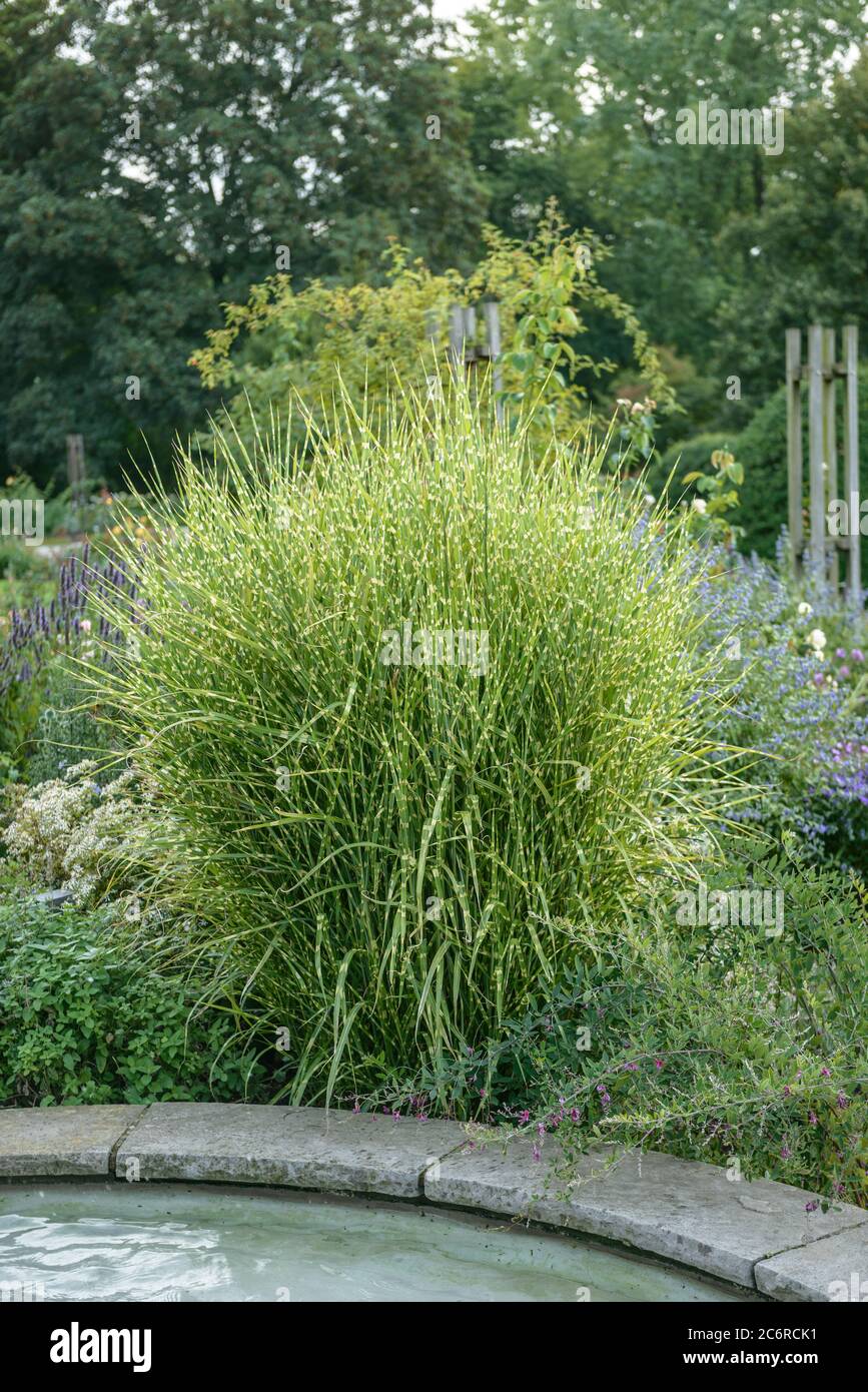 Stacheschweingras Miscanthus sinensis Strictus, Stach Esch herbe Miscanthus sinensis Strictus Banque D'Images