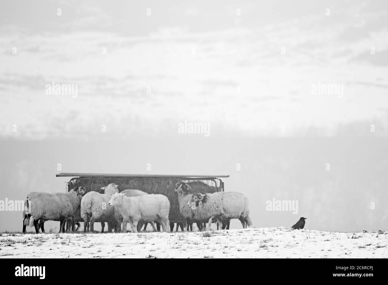 Des moutons se nourrissant sur les coquillages de Cumbria un jour d'hiver. Banque D'Images