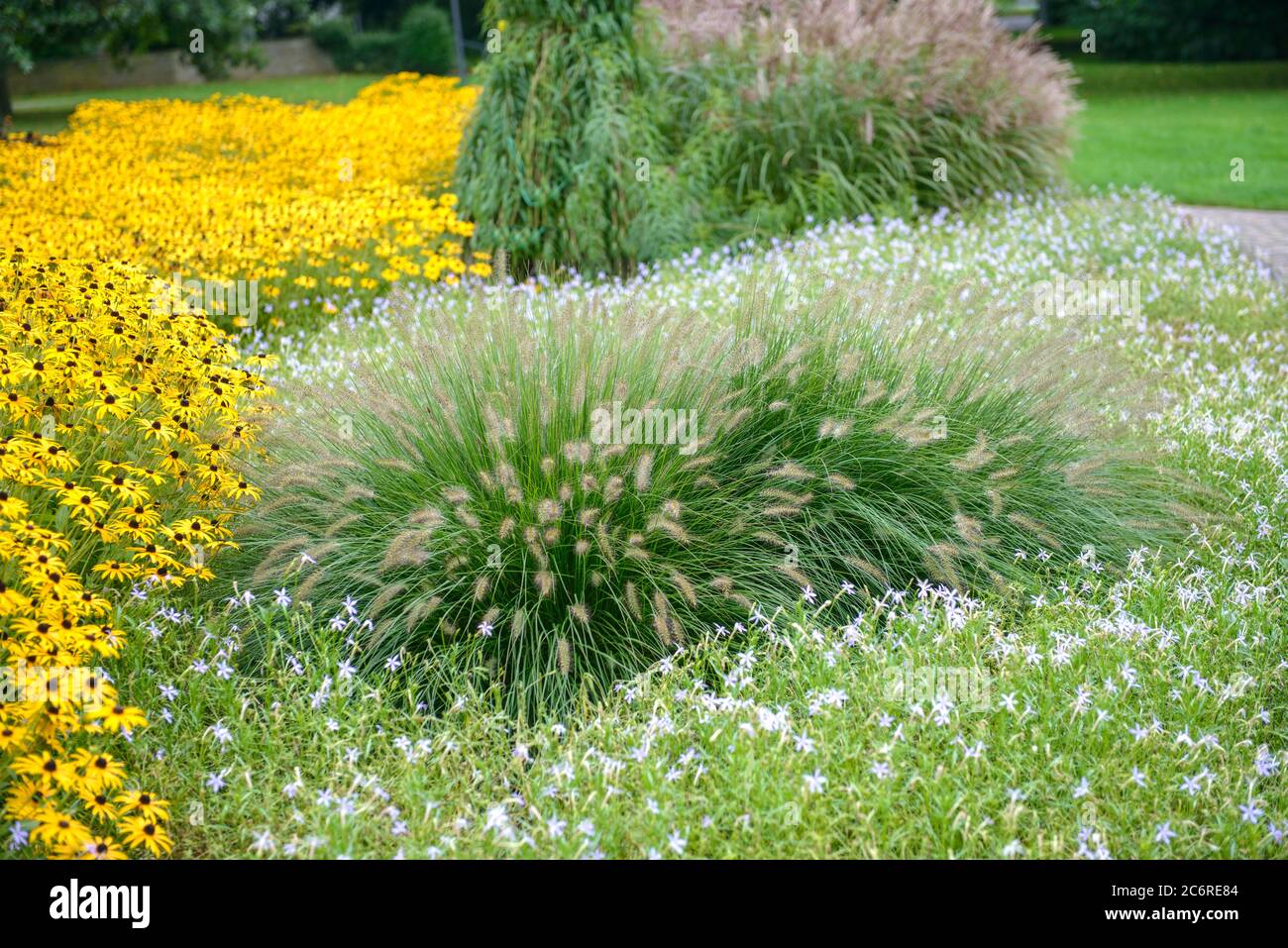 Lampenputzergras Pennisetum alopecuroides Hameln, Sonnenhut Rudbeckia fulgida Goldsturm, Flinder de fontaine Pennisetum alopecuroides Hameln, Sun Rudbeckia Banque D'Images