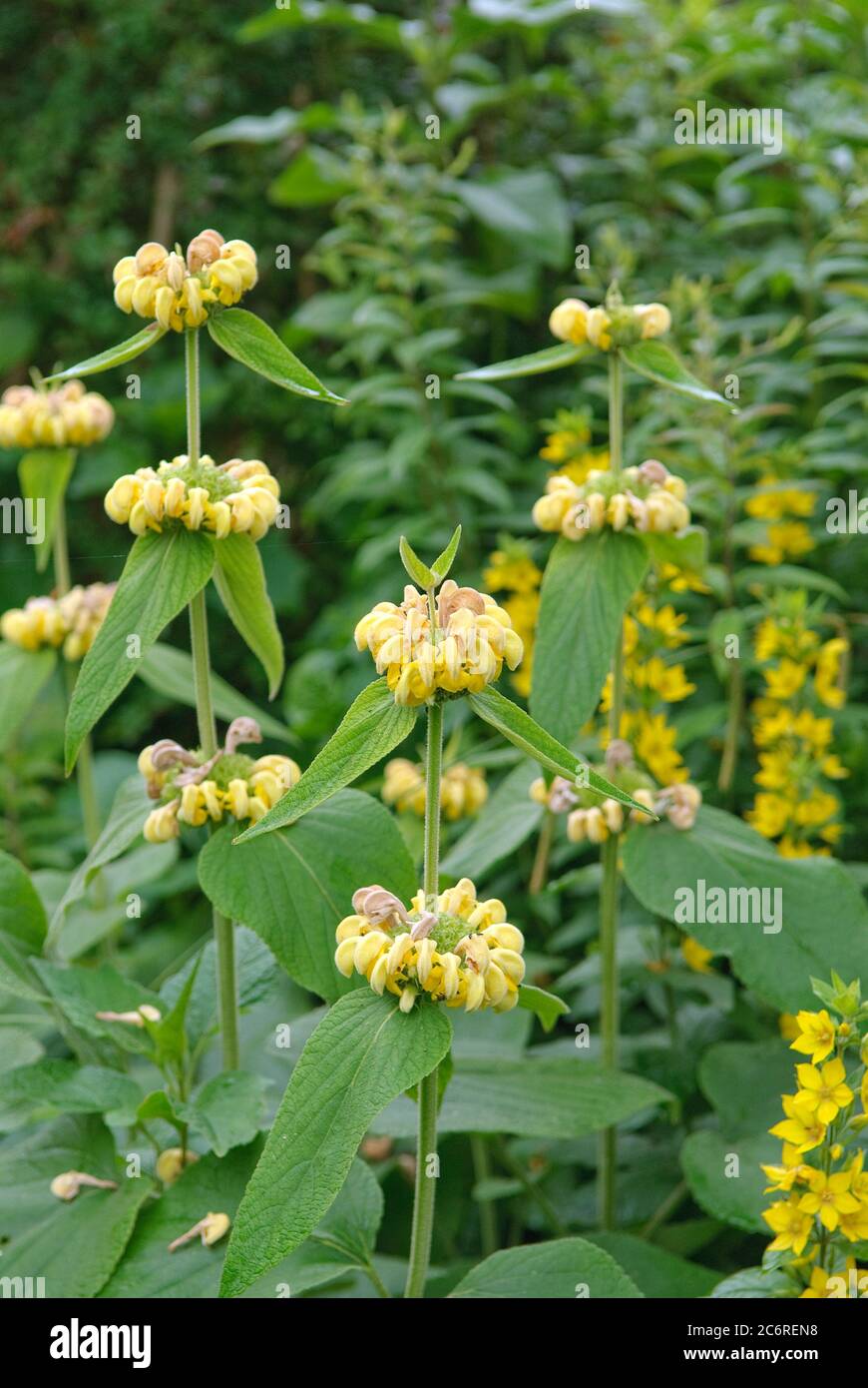 Gelbes Brandkraut Phlomis russeliana, herbe de feu jaune Phlomis russe liana Banque D'Images