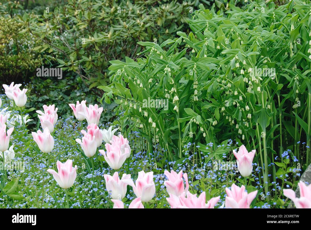 Salomonsiegel Polygonatum multiflorum, Tulipa Holland chic, Gedenkemein Omphalodes verna, Solomon's Seal Polygonatum multiflorum, Tulipa Holland chic Banque D'Images