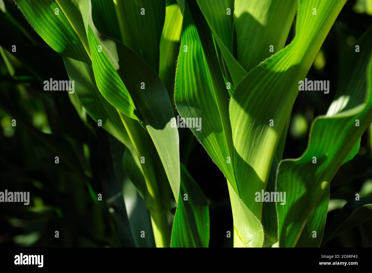 Tiges de maïs immatures qui poussent dans un champ d'une ferme à Hébron, Illinois, États-Unis. Banque D'Images
