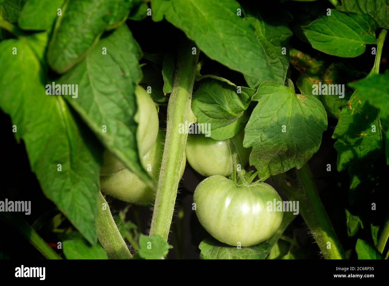 Tomates de serre dans une ferme à Hébron, il. Banque D'Images