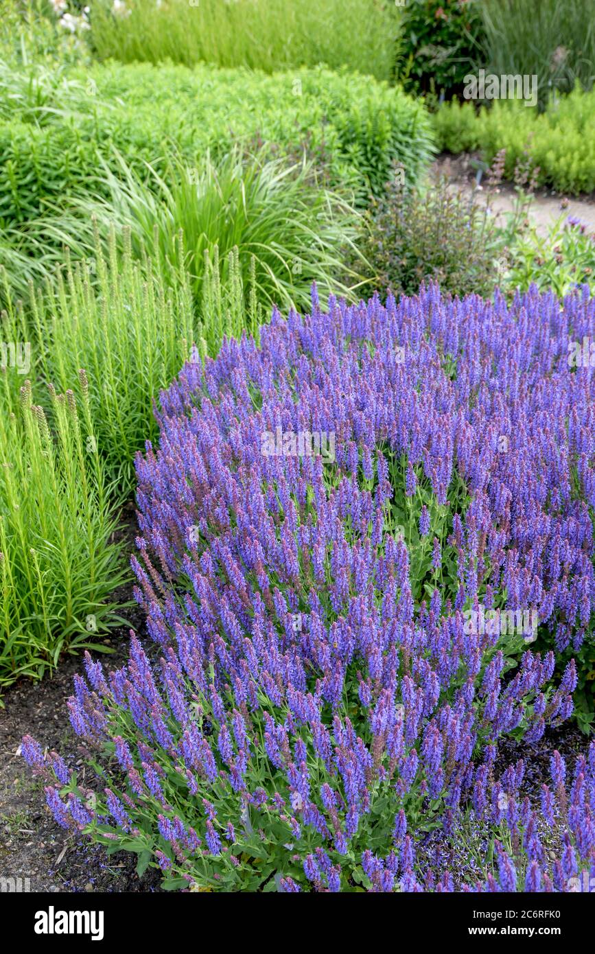 Steppen-Salbei Salvia nemorosa Blauhuegel, steppe sage Salvia nemorosa Blue Hill Banque D'Images