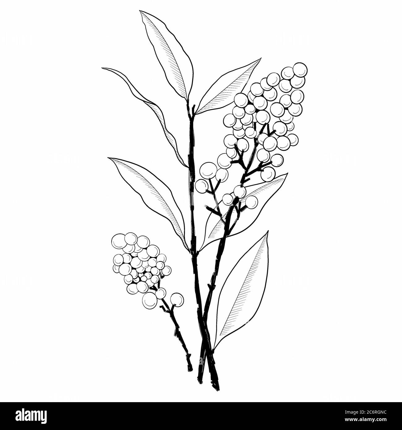 illustration de la baie dessinée à la main. ressource graphique de l'art linéaire Banque D'Images