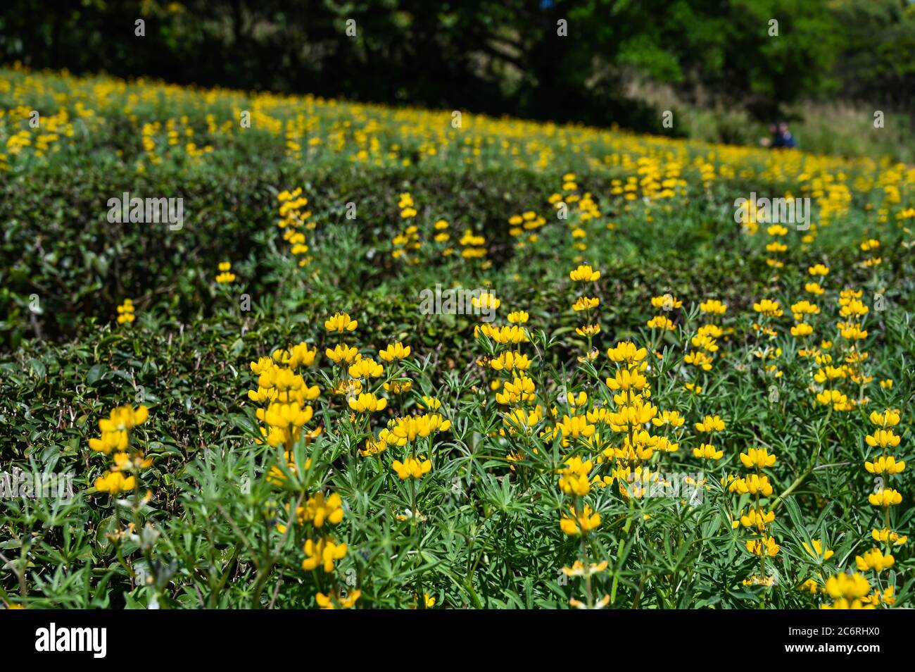 Lupin jaune vivace dans le parc. Banque D'Images