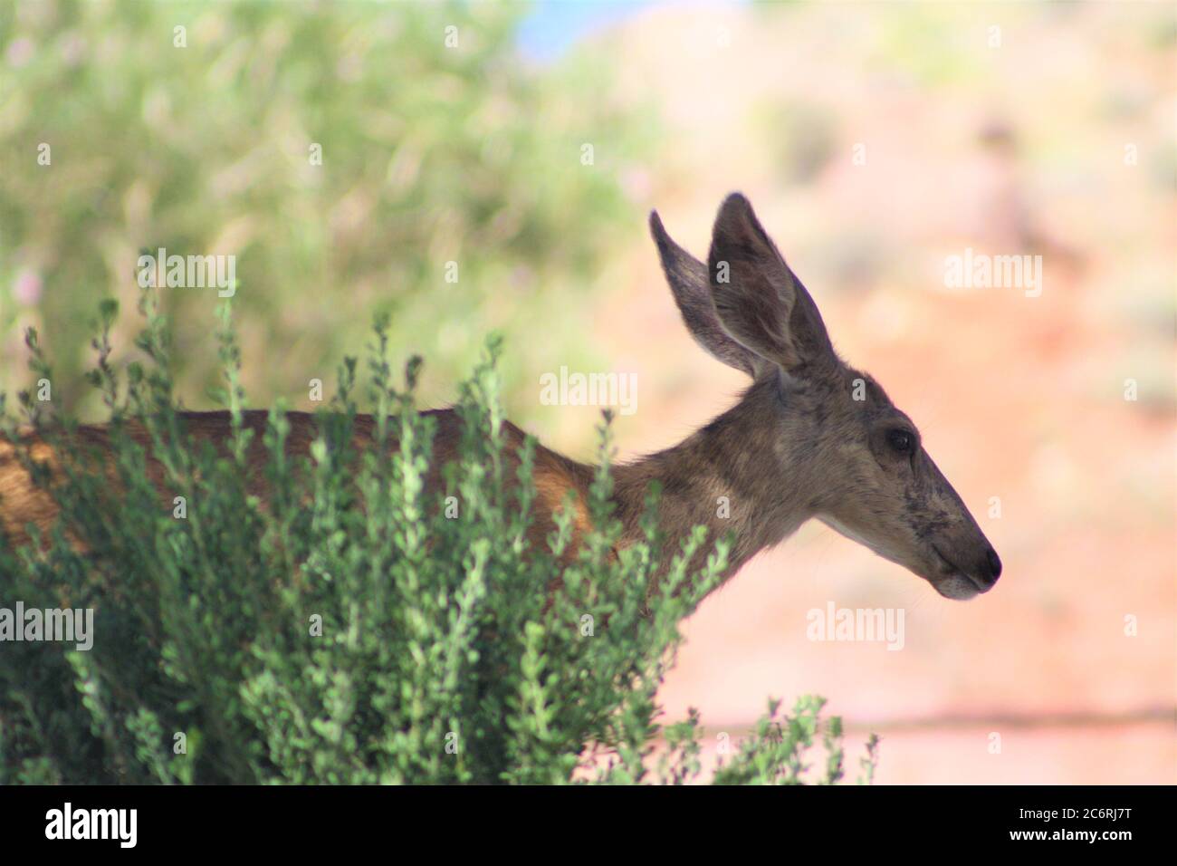 Gros plan sur Mule Deer Doe, debout derrière Brush, au parc national de Zion, Utah Banque D'Images