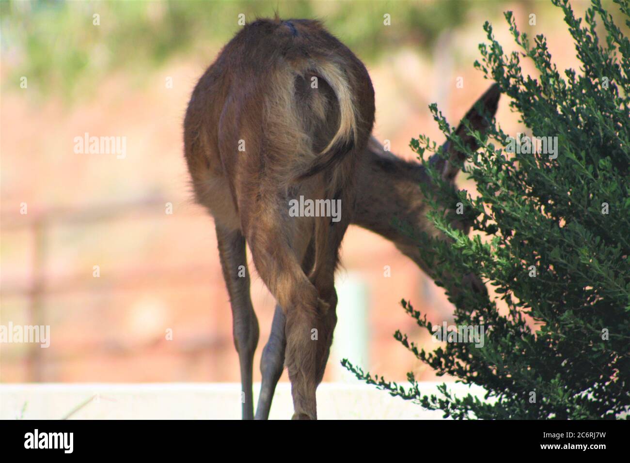 Gros plan sur le pâturage de Mule Deer Doe au parc national de Zion, Utah Banque D'Images