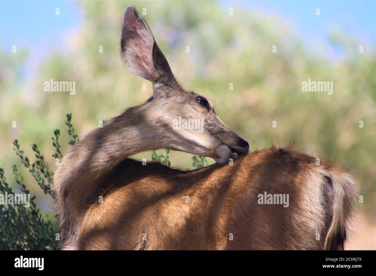 Gros plan sur Mule Deer Doe Grooming au parc national de Zion, Utah Banque D'Images