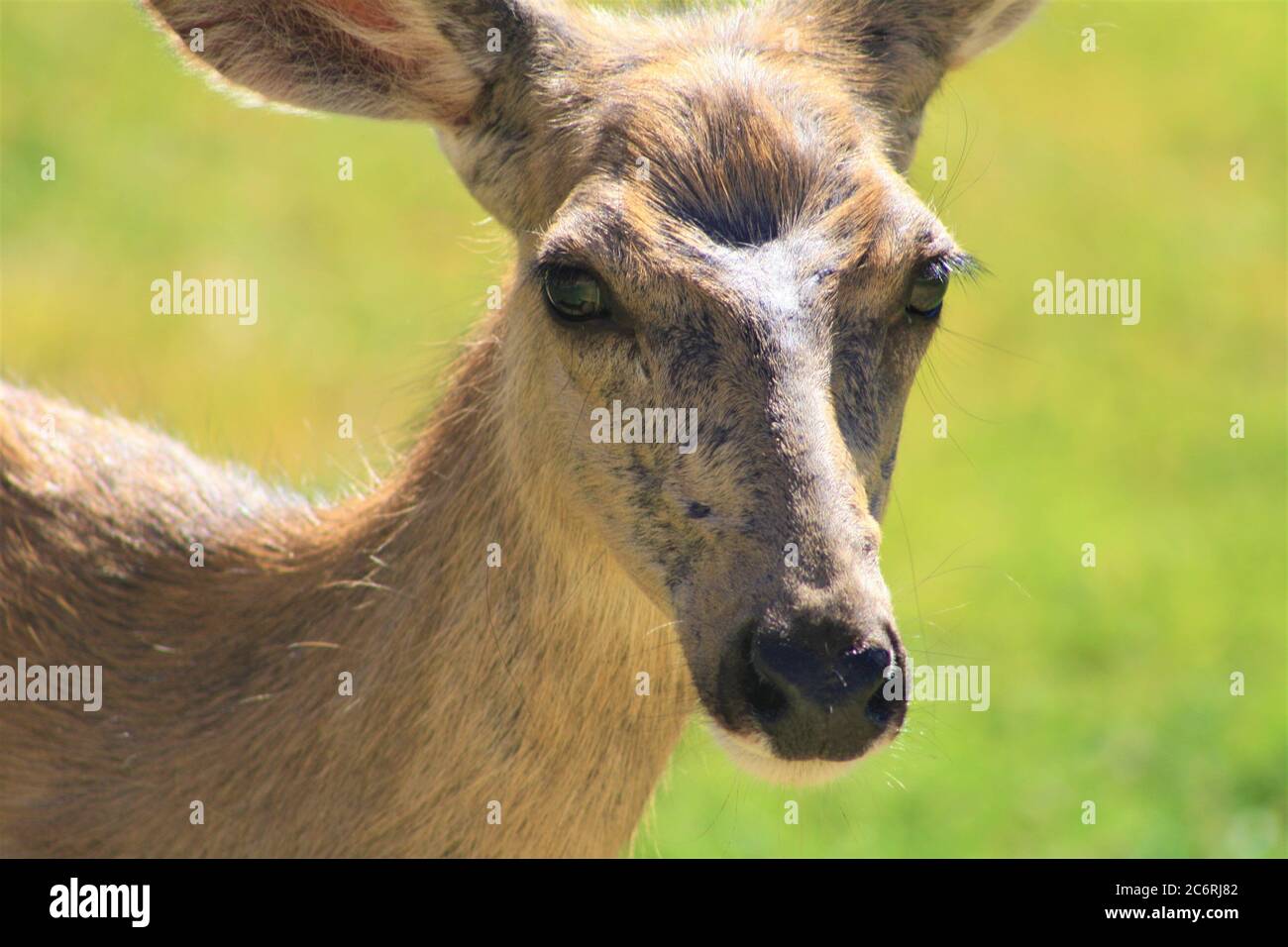 Gros plan sur Mule Deer Doe au parc national de Zion, Utah Banque D'Images