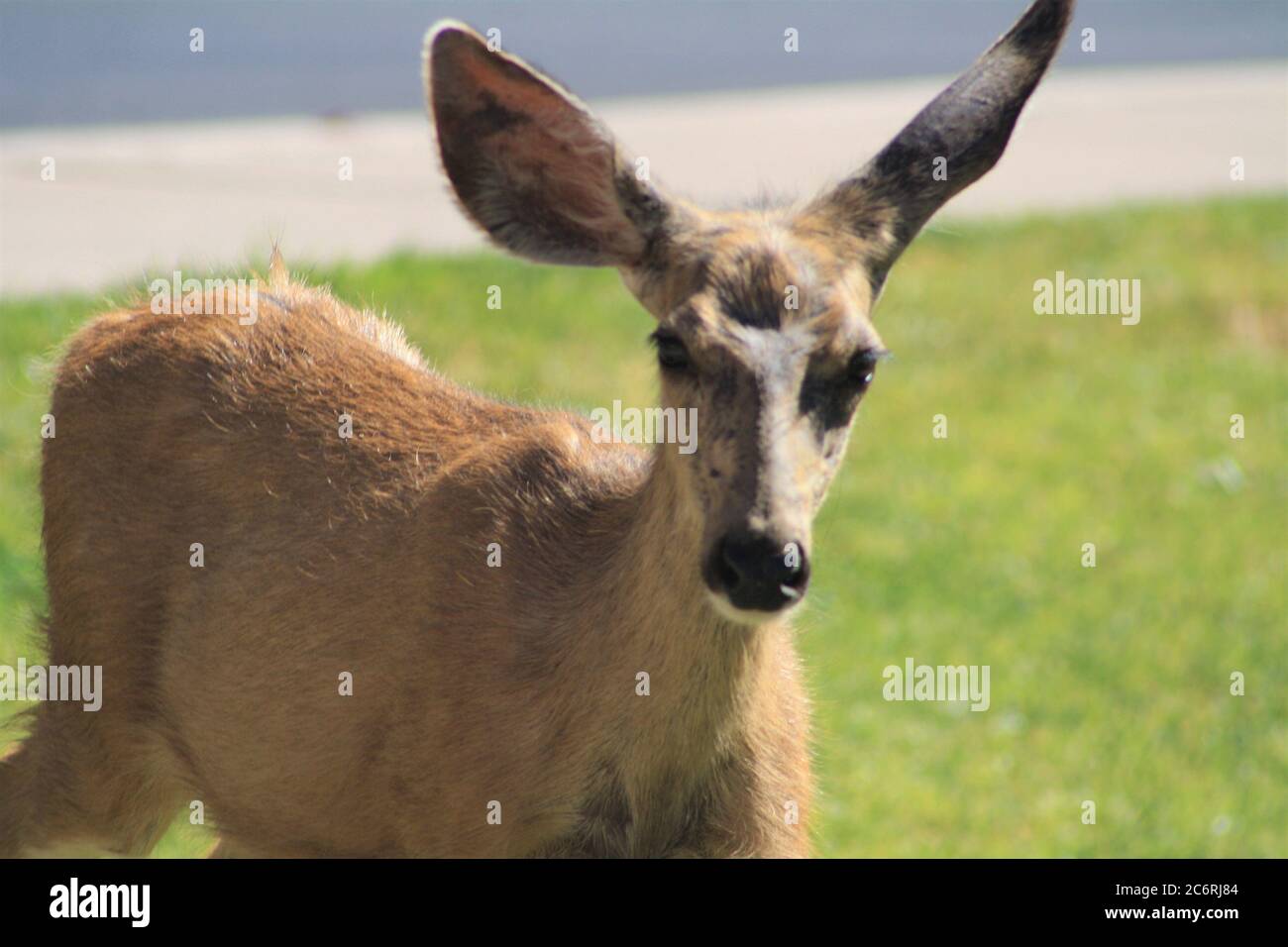 Mule Deer Doe au parc national de Zion, Utah Banque D'Images