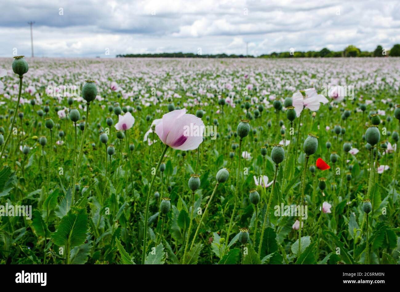 Vue sur le bord d'un champ de pavot à opium, nom latin Papaver somniferum, croissant sur une ferme dans le Hampshire, Royaume-Uni. La culture est utilisée pour produire medicina Banque D'Images