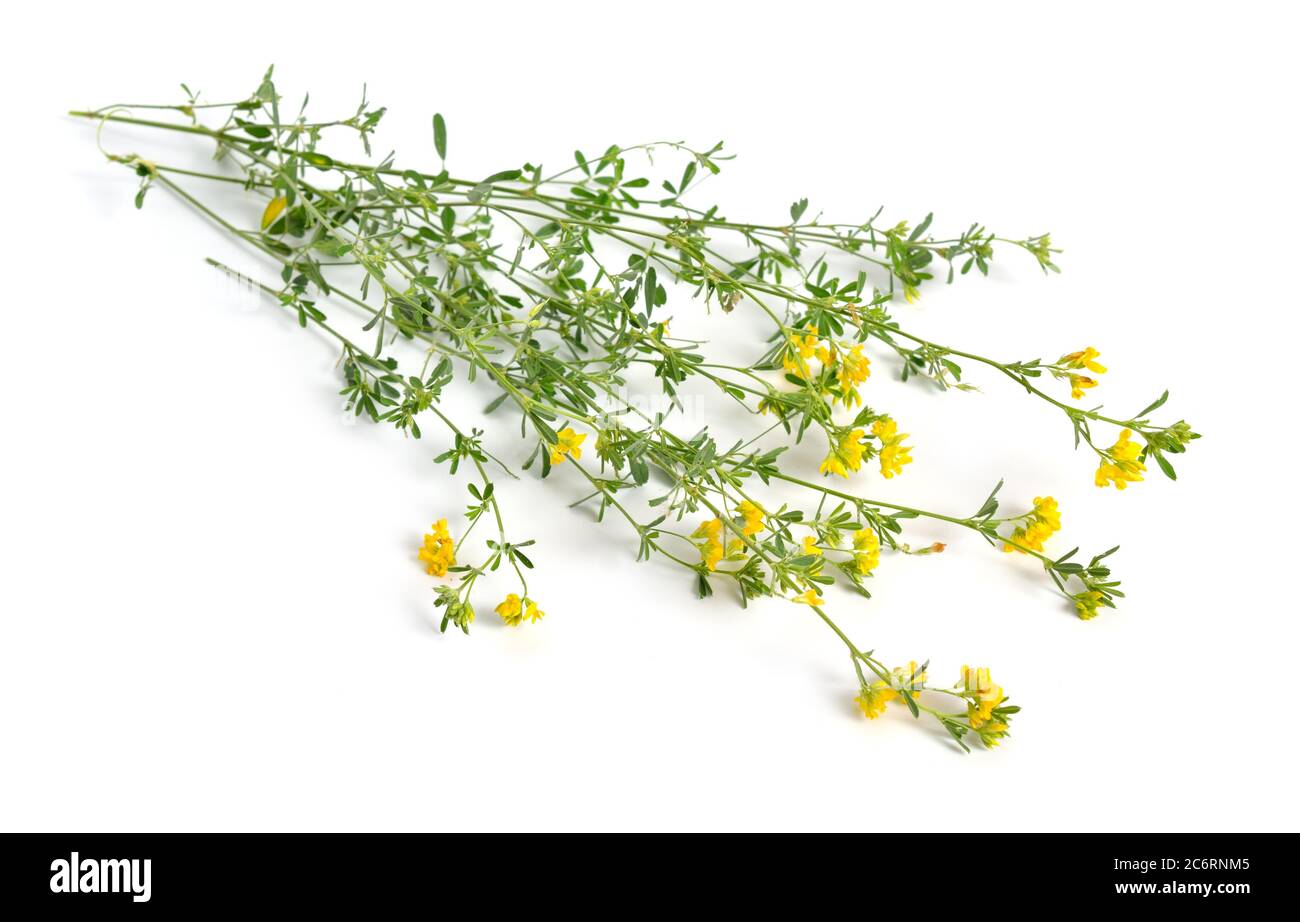 Medicago falcata ou la luzerne fauciforme, la luzerne à fleurs jaunes, la luzerne jaune, la médulse de faucille et la médulse jaune. Isolé Banque D'Images