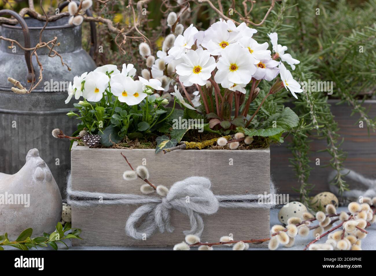 fleur de premrose et de violette blanche en boîte de bois comme décoration de printemps Banque D'Images