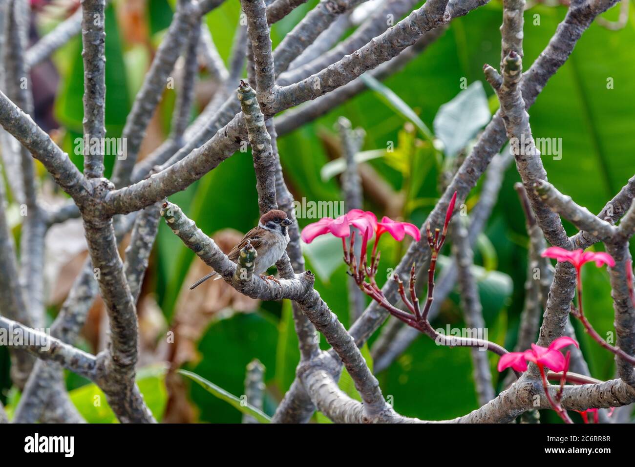 Bruant (Passer domesticus) assis sur une branche de Plumeria rose en fleurs. Bali, Indonésie. Banque D'Images