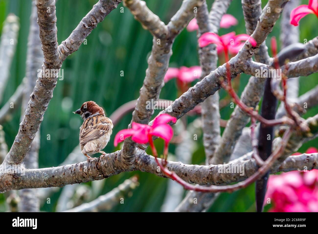 Bruant (Passer domesticus) assis sur une branche de Plumeria rose en fleurs. Bali, Indonésie. Banque D'Images