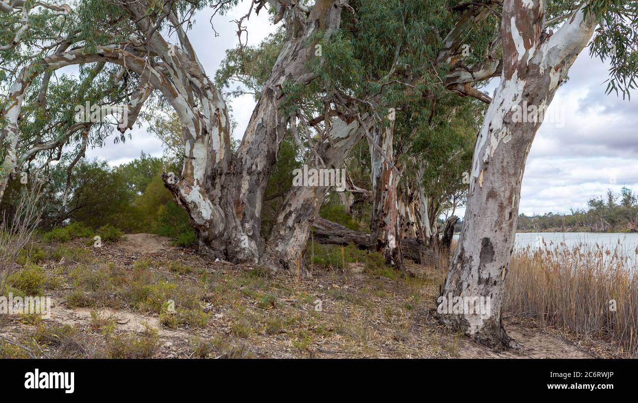 Les gommiers rouges et les berges rouges de la rivière Murray, au lagon de l'île de maïs, à Waikerie, en Australie méridionale, le 23 juin 2020 Banque D'Images