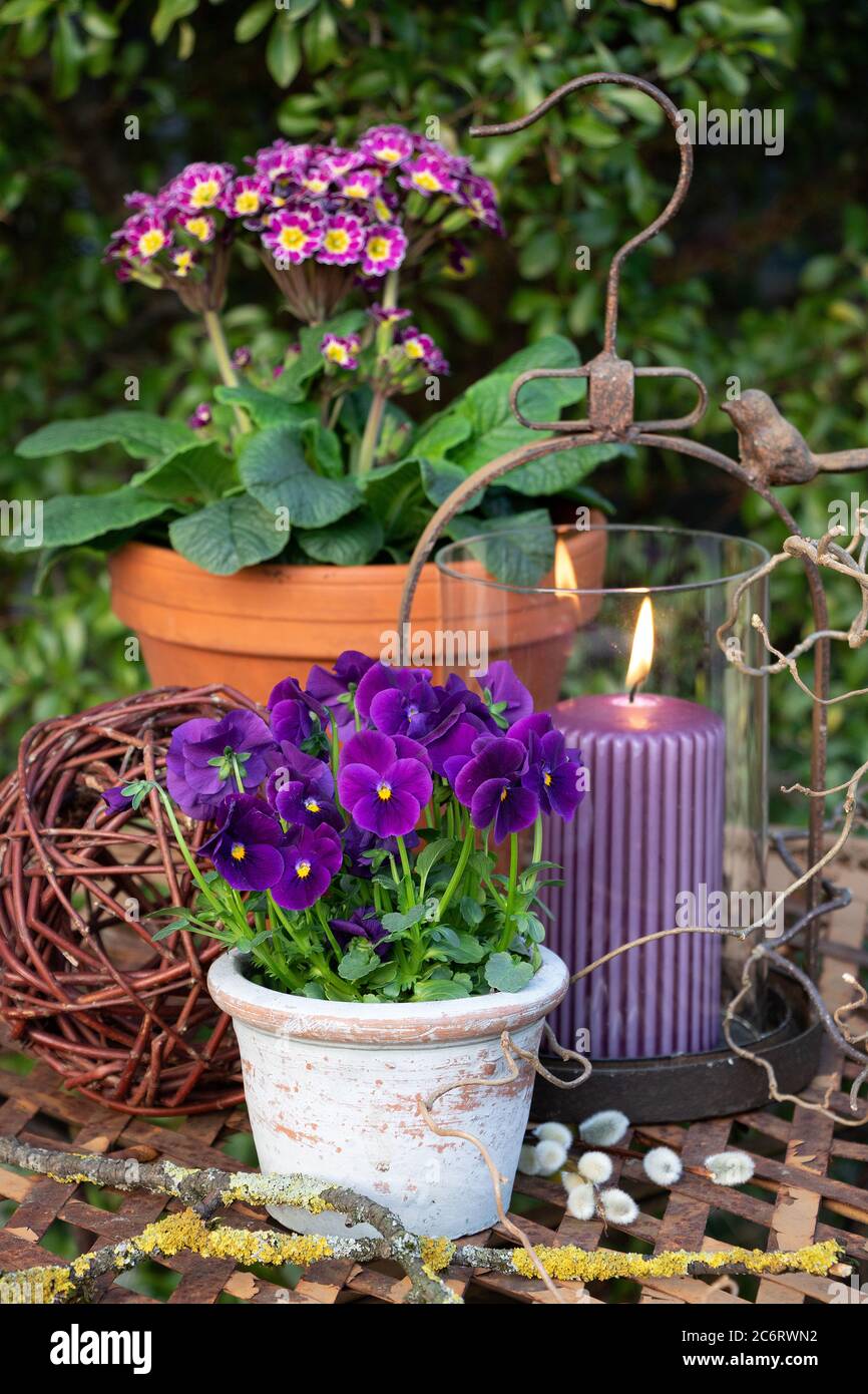 décoration rustique de jardin de printemps avec fleur de alto et primeville en violet et lanterne Banque D'Images