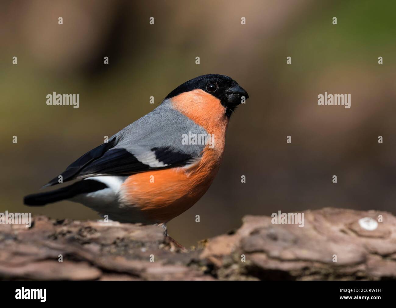 Bullfinch commun Banque D'Images
