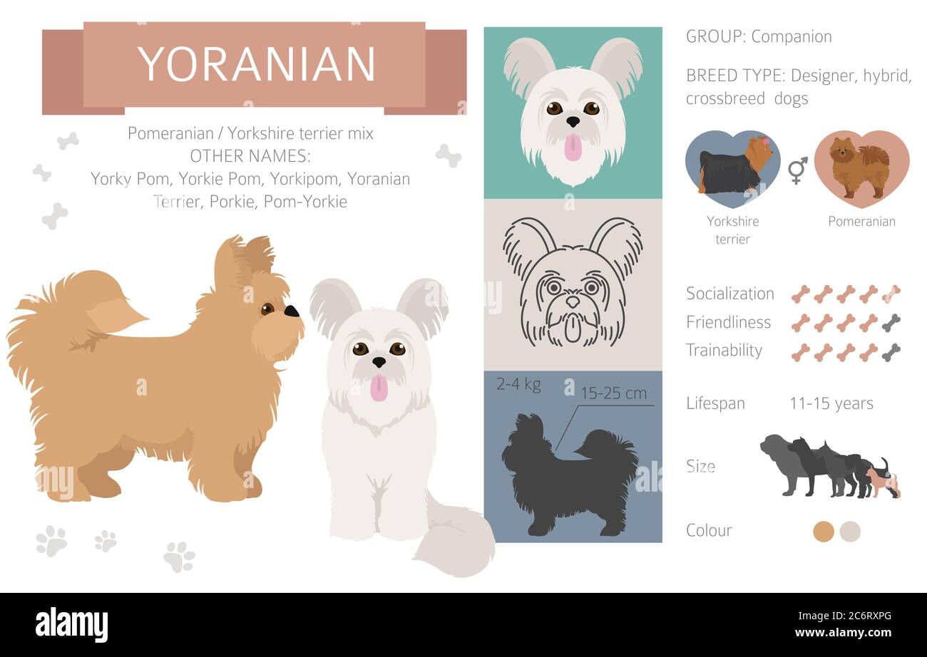 Collection de chiens de créateur, de race croisée et de pooches hybrides isolées sur du blanc. Infographie sur les clipart de Yoranian. Illustration vectorielle Illustration de Vecteur