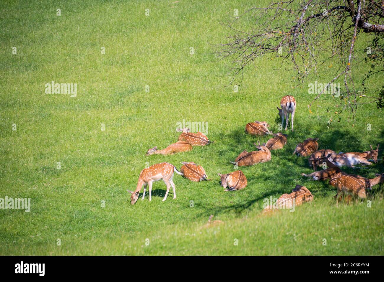 Jelenov greben, ders reposant sur la prairie, ferme de cerfs à Olimje, Slovénie Banque D'Images