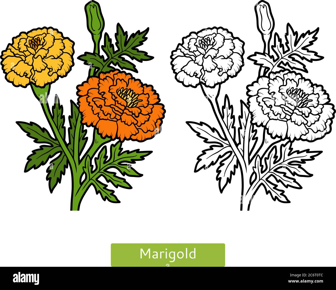 Livre de coloriage pour enfants, fleur Marigold Illustration de Vecteur