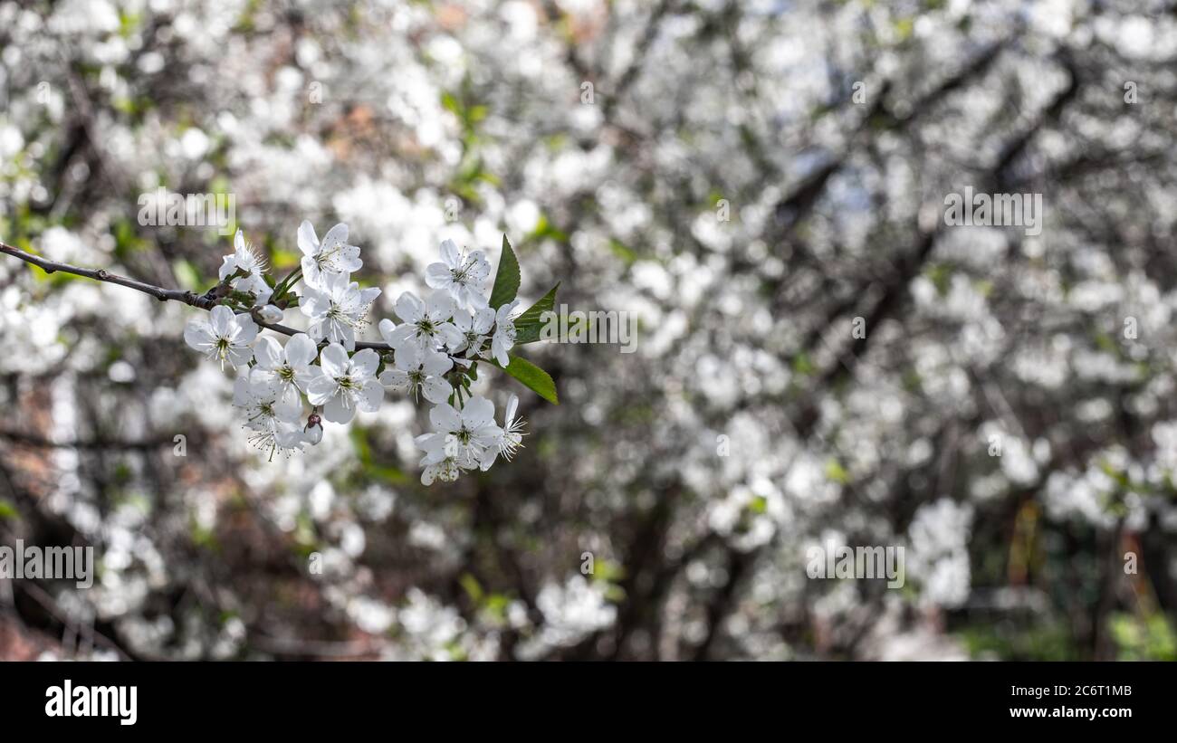 Cerisier à branches fleuries aux pétales blancs délicats, verger à fleurs printanières. Magnifique arrière-plan naturel pour copier l'espace Banque D'Images