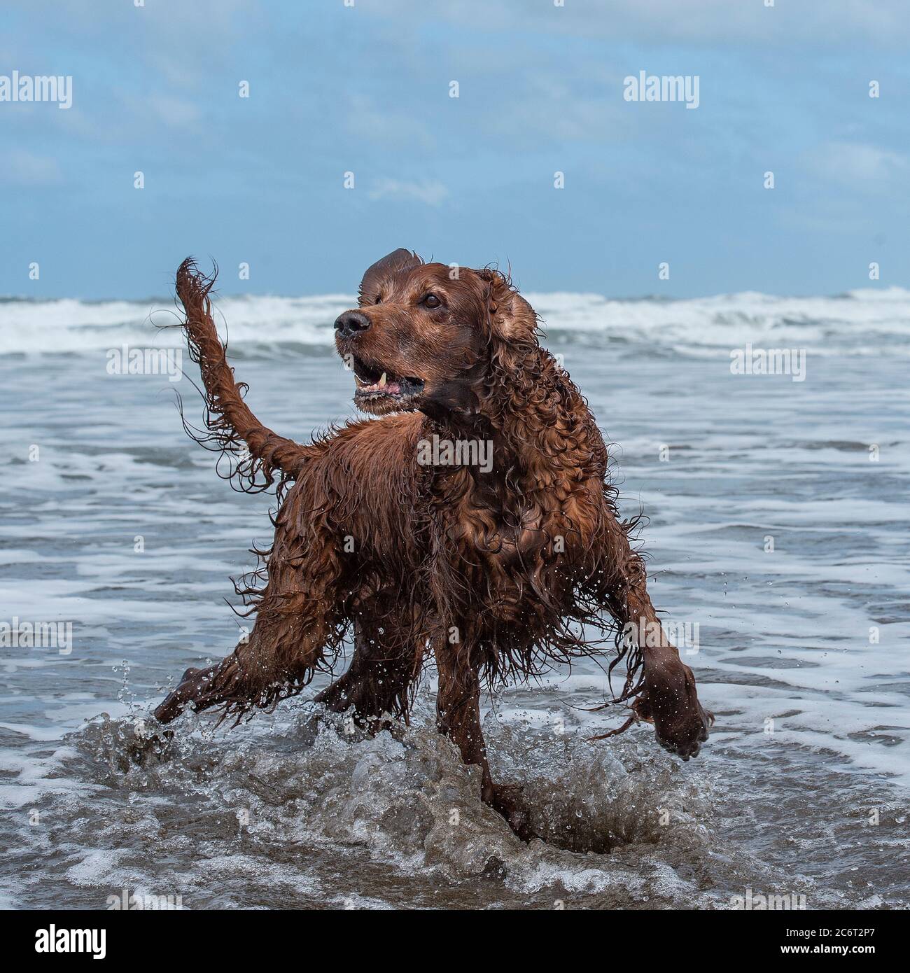 Setter irlandais Banque D'Images