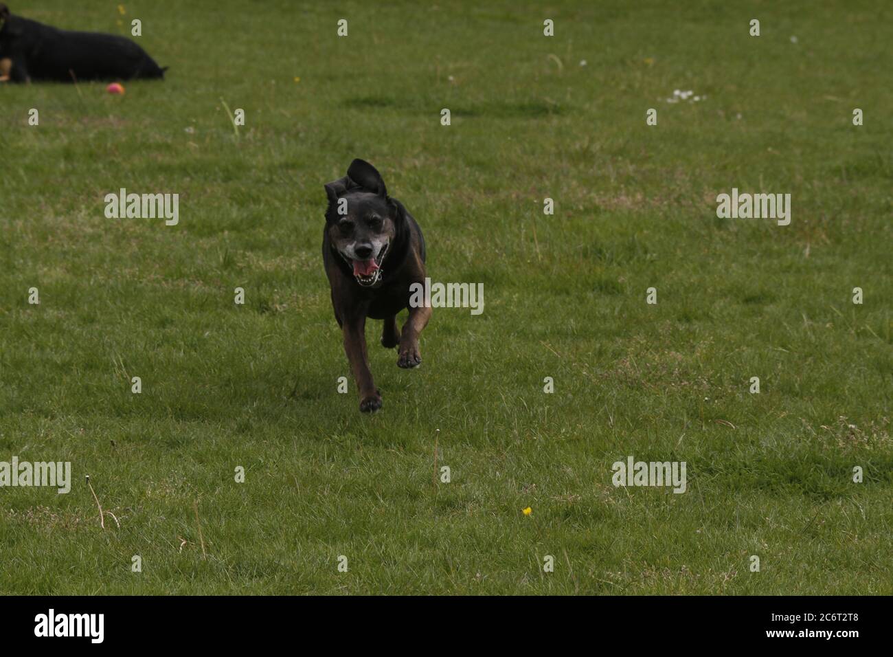 Running dog Banque D'Images