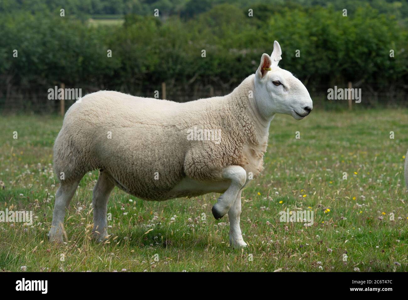 Mouton Cheviot Banque D'Images