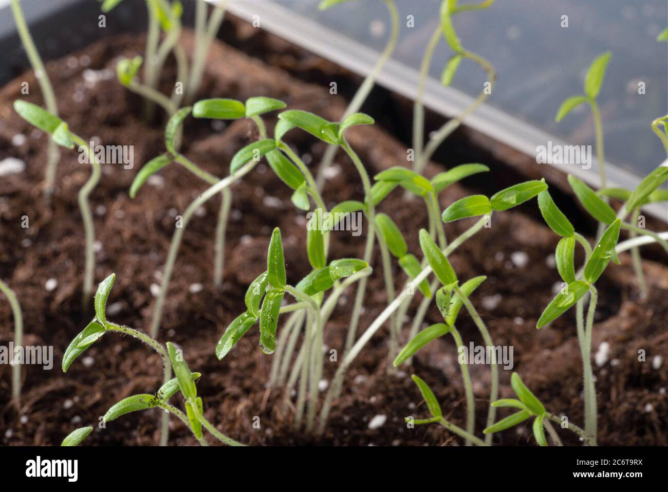 Plants de tomates en petite serre Banque D'Images