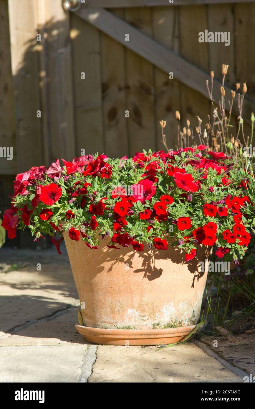 Pétunia rouge fleurs dans un pot en terre cuite Banque D'Images