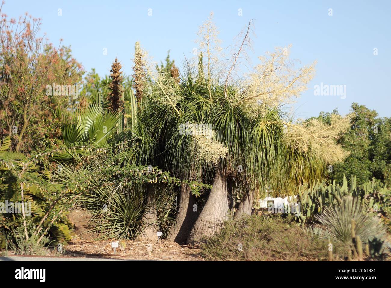 Beaucarnea recurvata - pied d'éléphant. Parque de la Paloma, Benalmádena, Málaga, Espagne. Banque D'Images