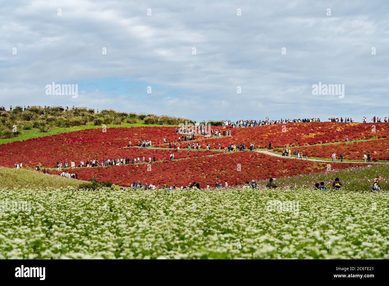 Des gens bondés se rendant sur la colline Miharashi pour voir les kochia rouges dans le parc Hitachi Seaside. Carnaval de Kochia. Banque D'Images