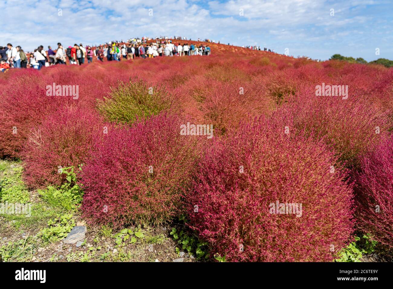 Des gens bondés se rendant sur la colline Miharashi pour voir les kochia rouges dans le parc Hitachi Seaside. Carnaval de Kochia. Banque D'Images