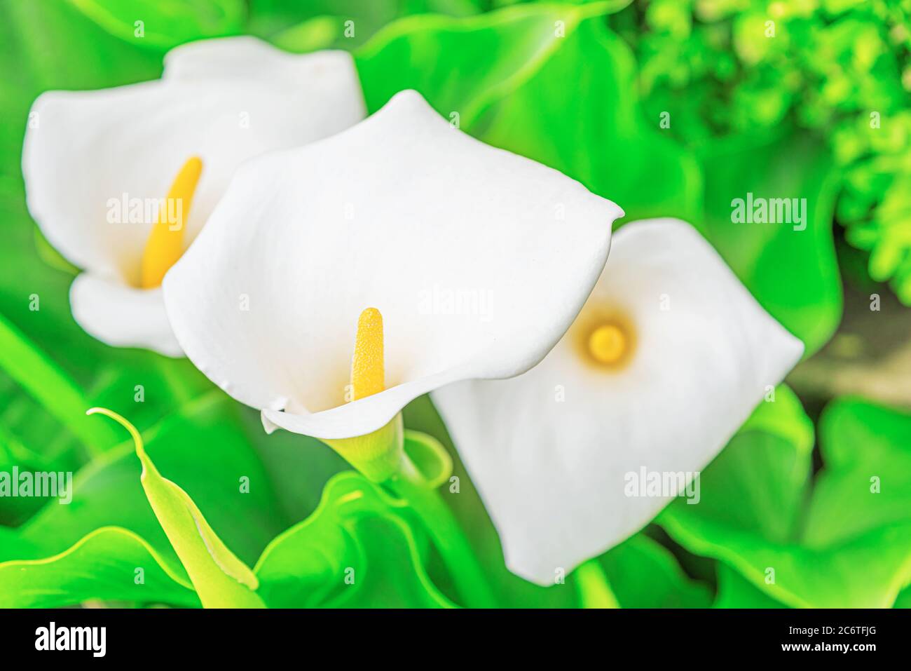 Fleur blanche sur fond de feuillage vert. Banque D'Images
