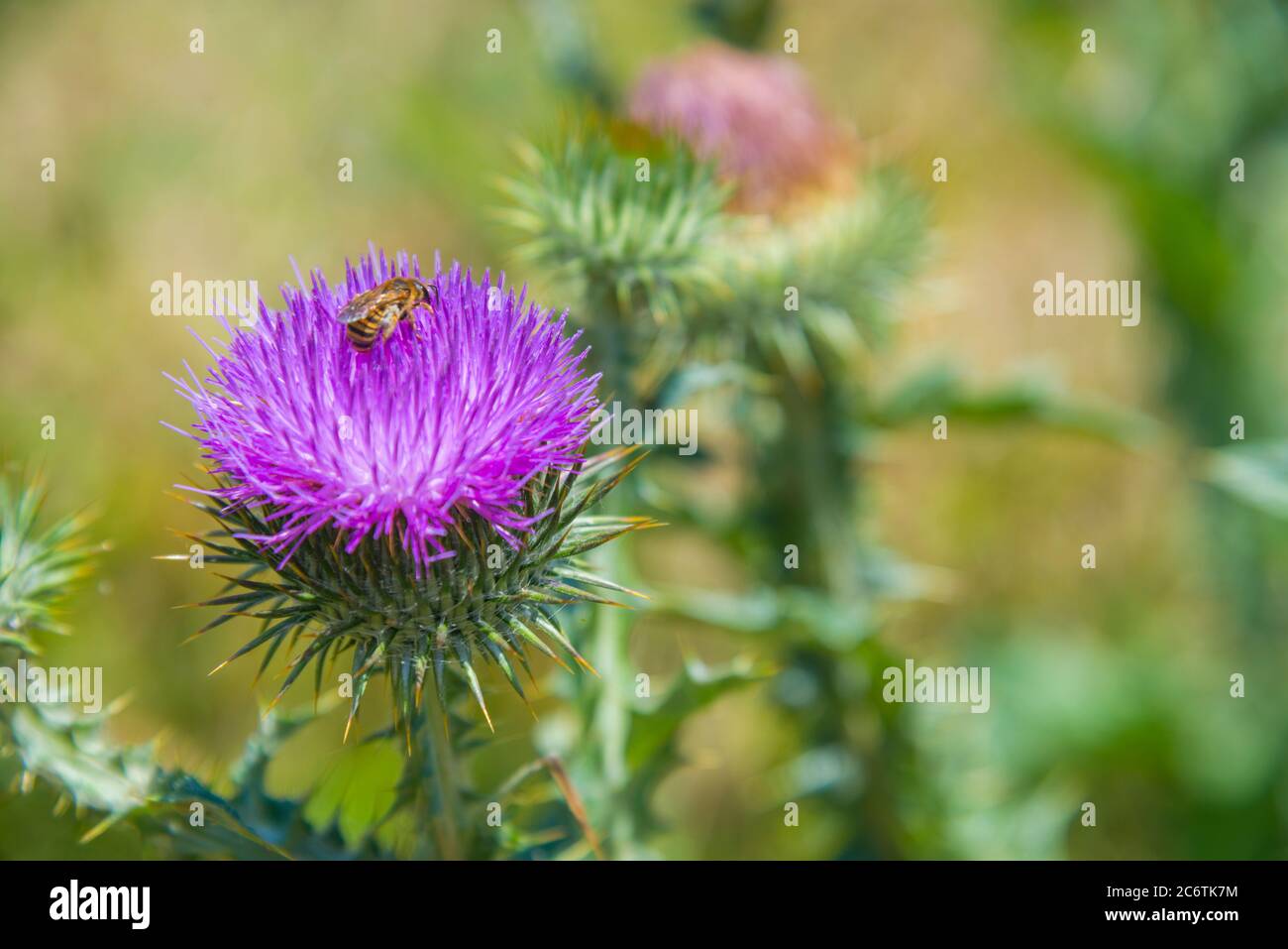 Chardon fleur avec abeille dessus. Fermer la vue. Banque D'Images