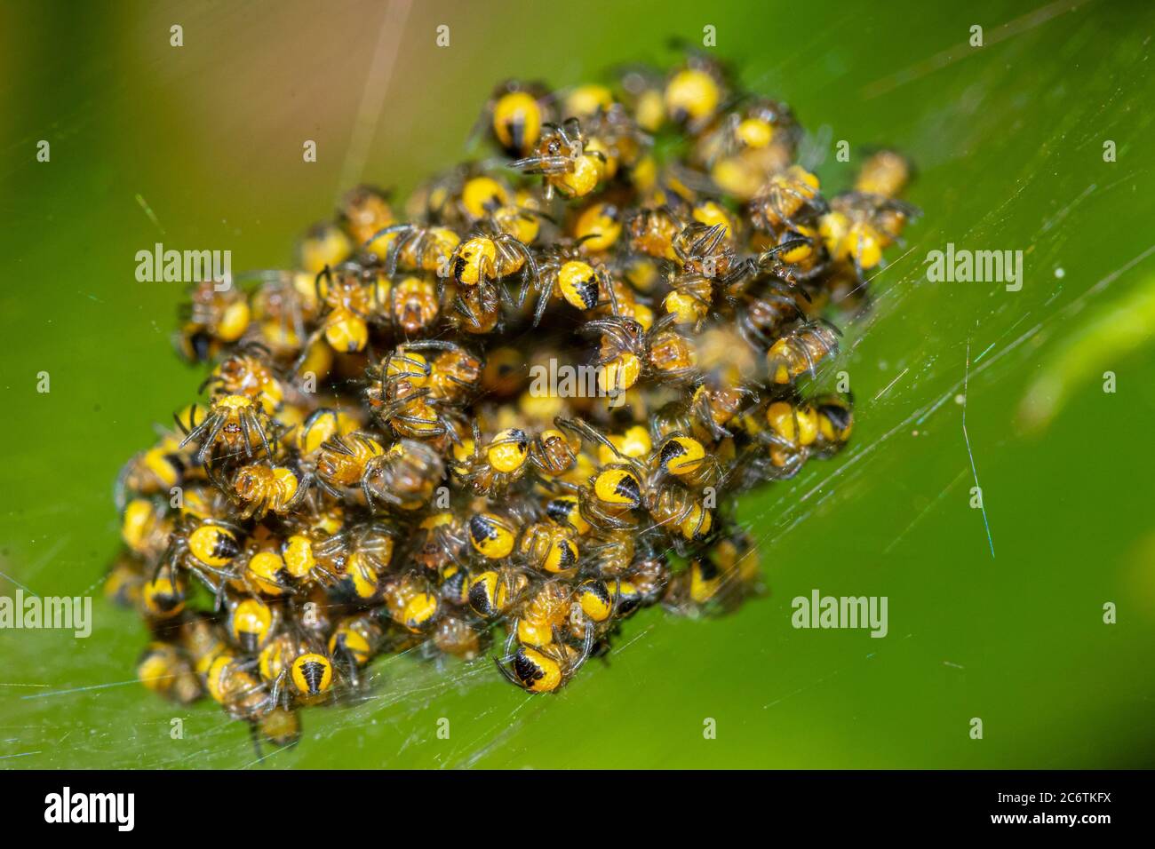 Jardin Jaune Bebe Araignees Araneus Diadematus Photo Stock Alamy