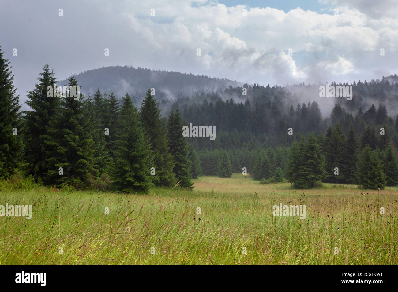Une prairie et une forêt de conifères en brouillard, parc national des lacs de Plitvice, Croatie Banque D'Images
