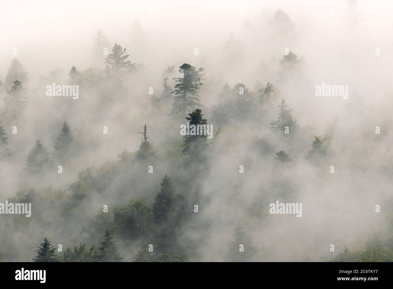 Forêt de conifères en brouillard, Parc national des lacs de Plitvice, Croatie Banque D'Images