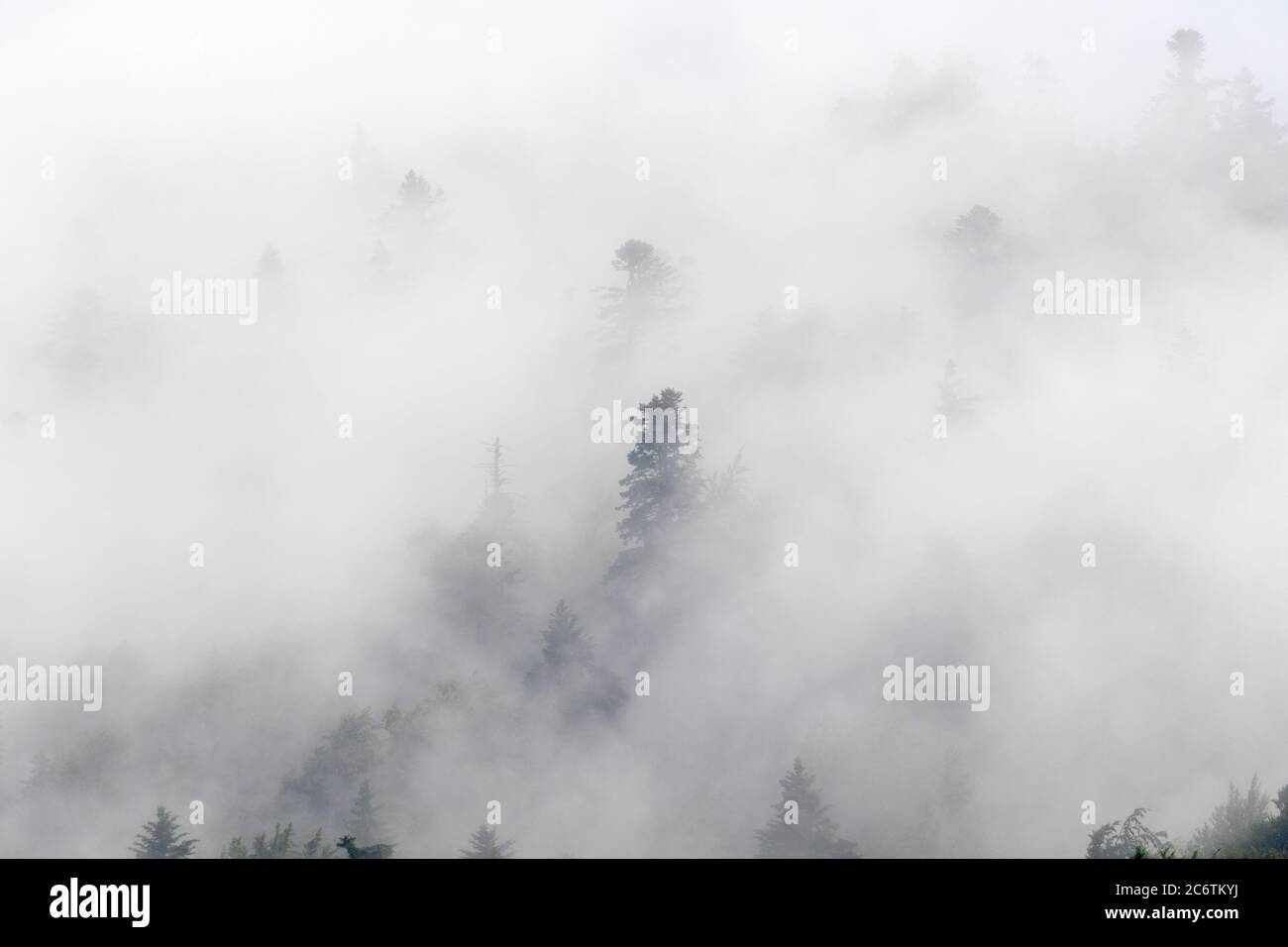 Forêt de conifères en brouillard, Parc national des lacs de Plitvice, Croatie Banque D'Images