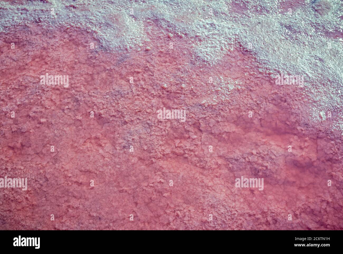 Сloseup sel, saumure et boue de Sivash rose salé près de la mer d'Azov, coloré par micro-algue Dunaliella salina, enrichissant l'eau du lac par la bêta-car Banque D'Images