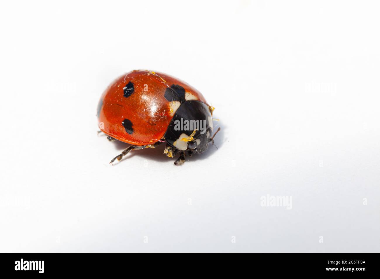 macro gros plan de coccinelle de coccinelle isolée sur fond blanc Banque D'Images