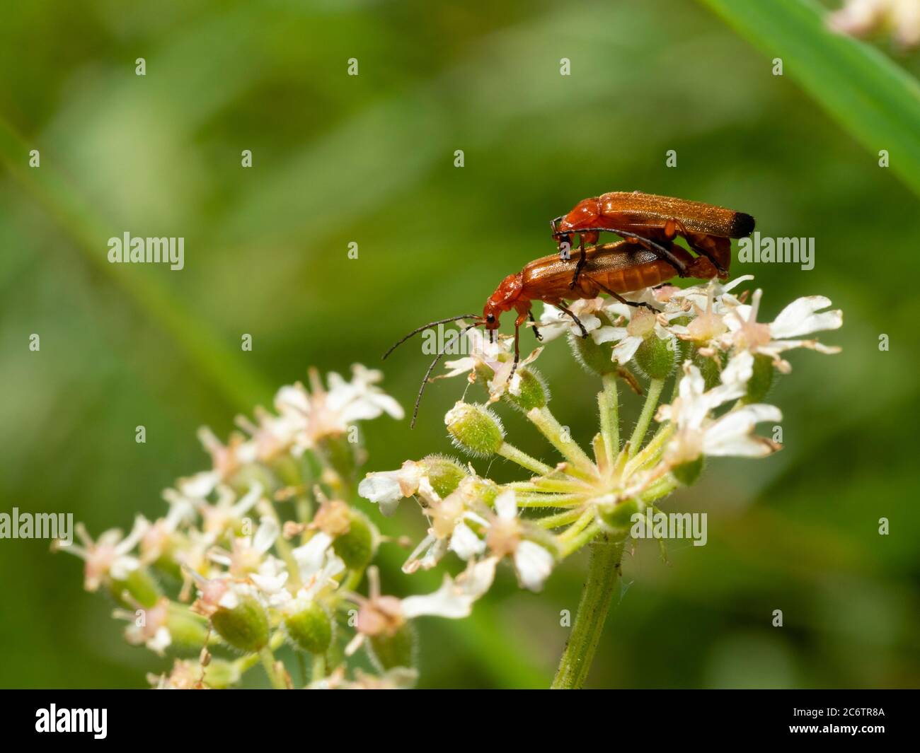 Des coléoptères de soldat rouge adultes, Rhagonycha fulva, se sont accouplés à la tête de fleur de l'herbe à poux, Heracleum spondylium, dans un pré britannique Banque D'Images
