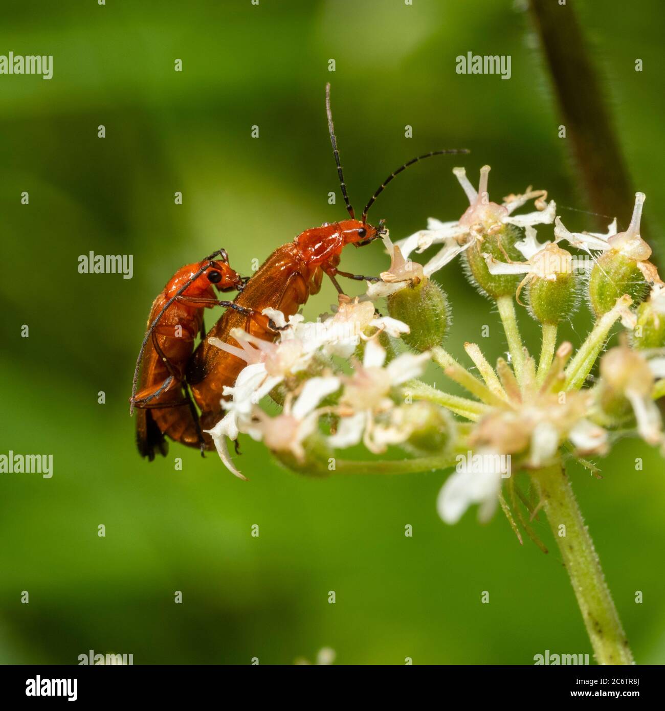 Des coléoptères de soldat rouge adultes, Rhagonycha fulva, se sont accouplés à la tête de fleur de l'herbe à poux, Heracleum spondylium, dans un pré britannique Banque D'Images