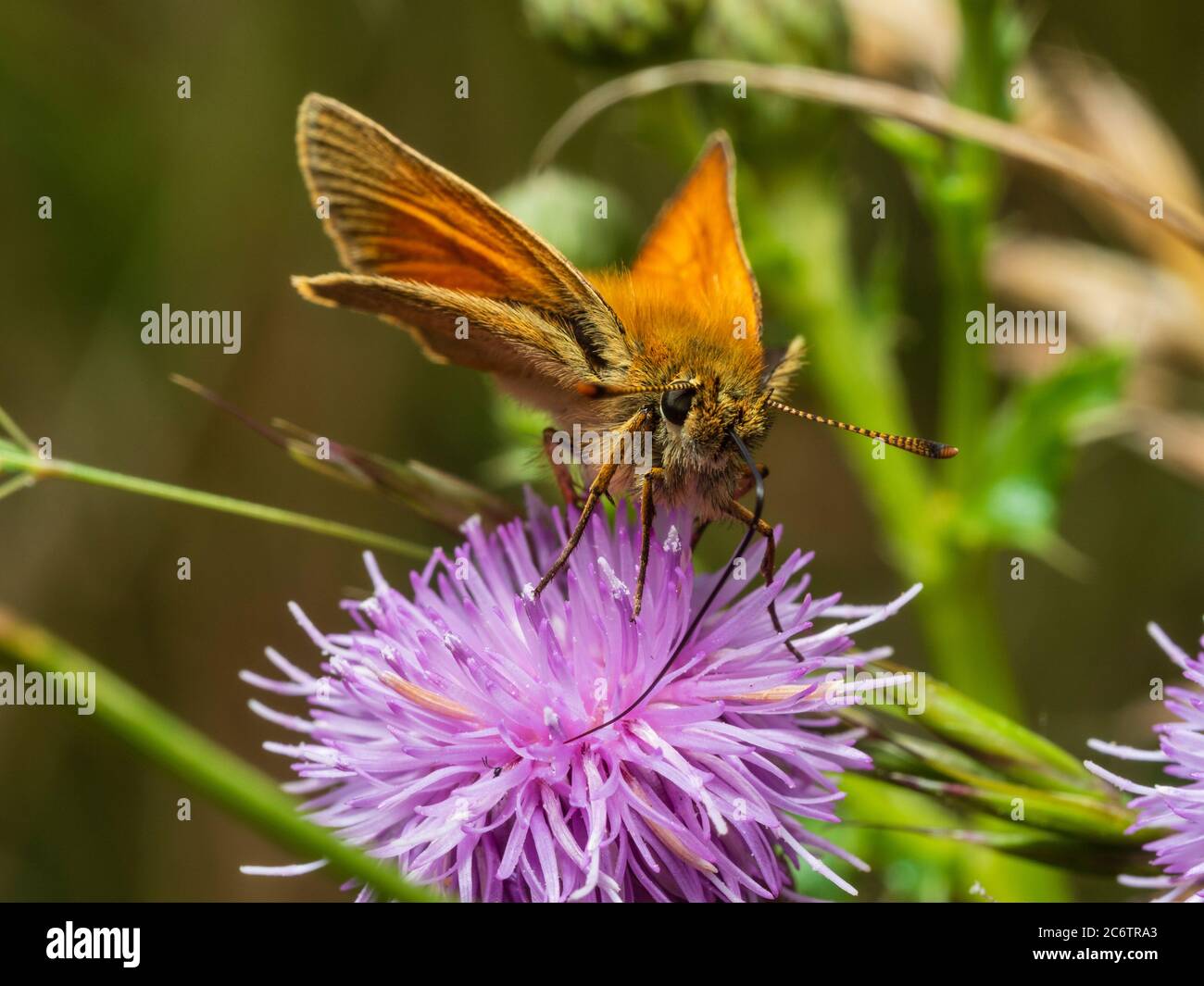 Petit skipper mâle adulte, papillon, se nourrissant de chardon rampant, Cirsium arvense, dans les prairies du Royaume-Uni Banque D'Images