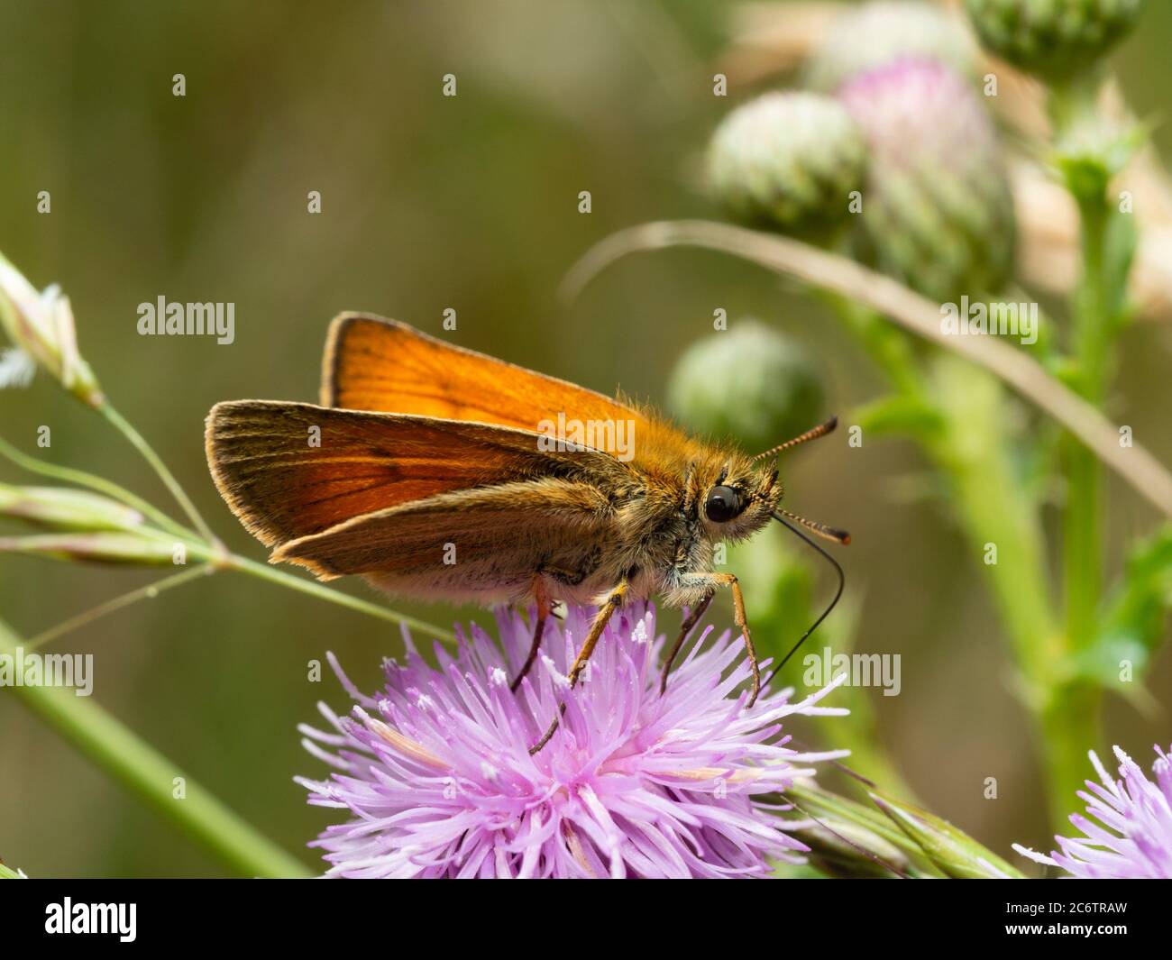 Petit skipper mâle adulte, papillon, se nourrissant de chardon rampant, Cirsium arvense, dans les prairies du Royaume-Uni Banque D'Images