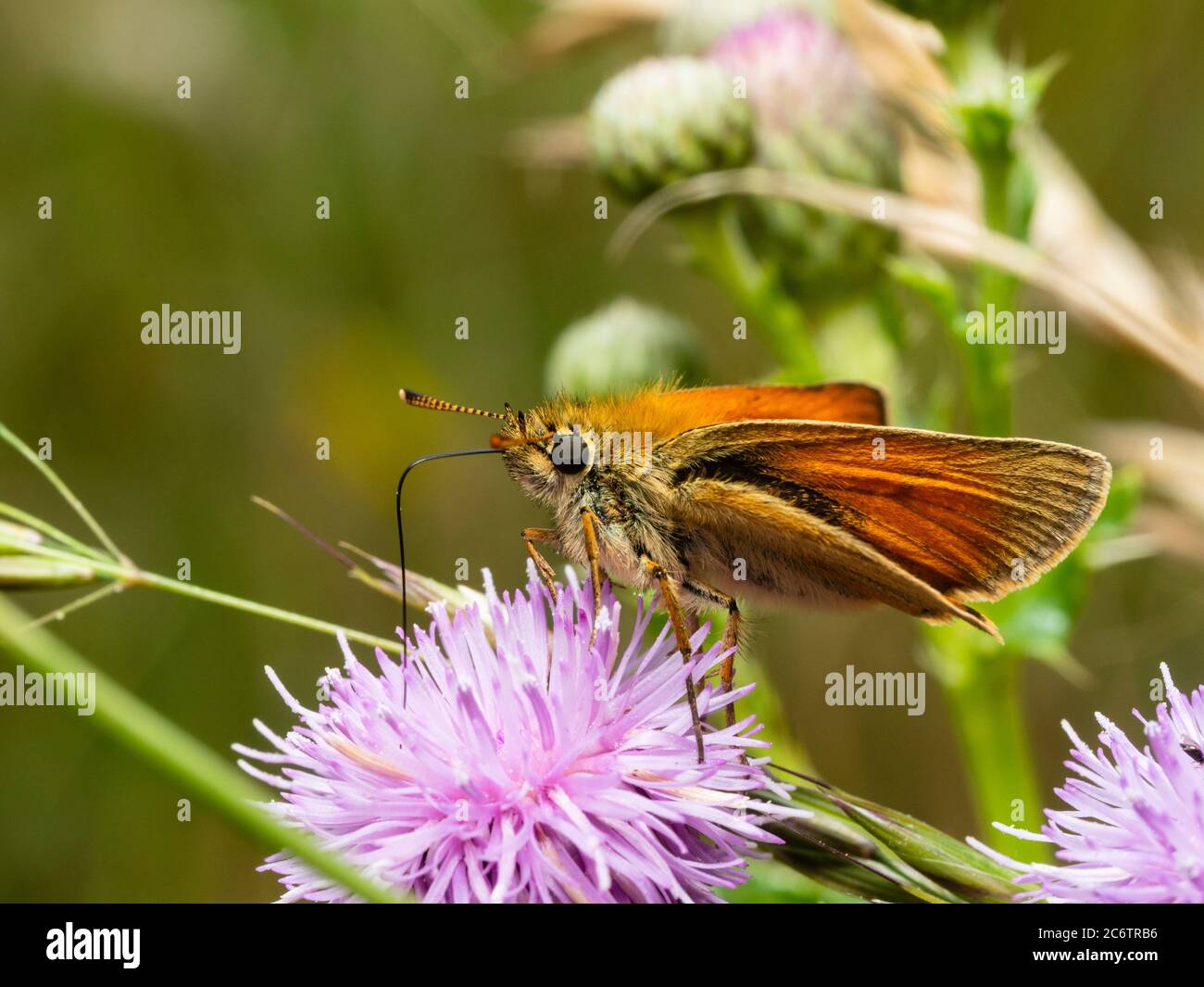 Petit skipper mâle adulte, papillon, se nourrissant de chardon rampant, Cirsium arvense, dans les prairies du Royaume-Uni Banque D'Images