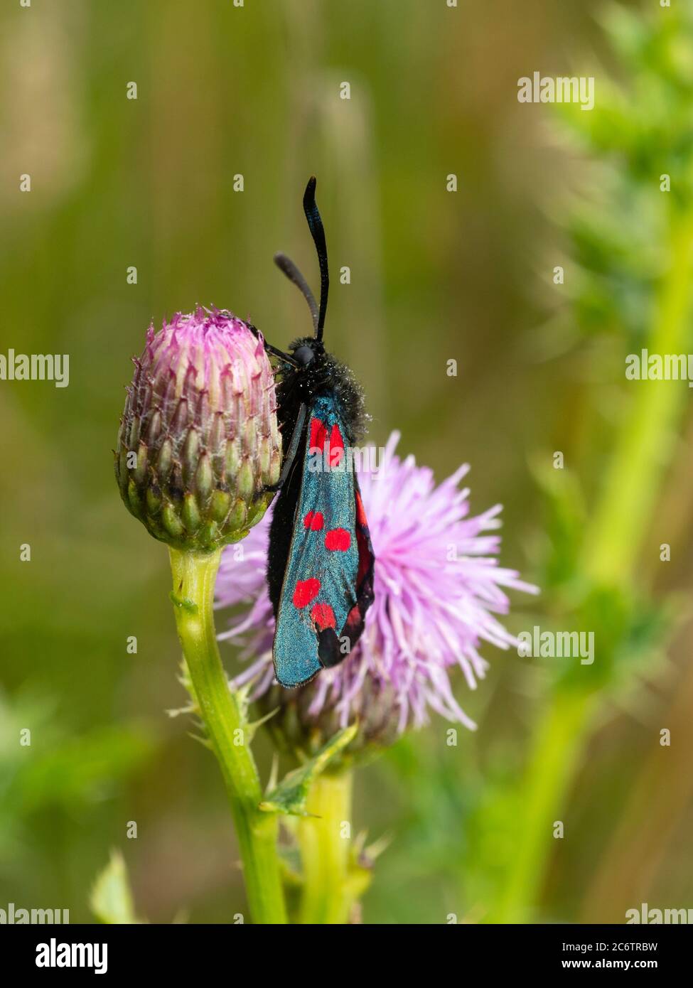 Zygaena filipendulae, papillon de six taches de couleur vive, reposant sur Cirsium arvense dans les prairies du Royaume-Uni Banque D'Images