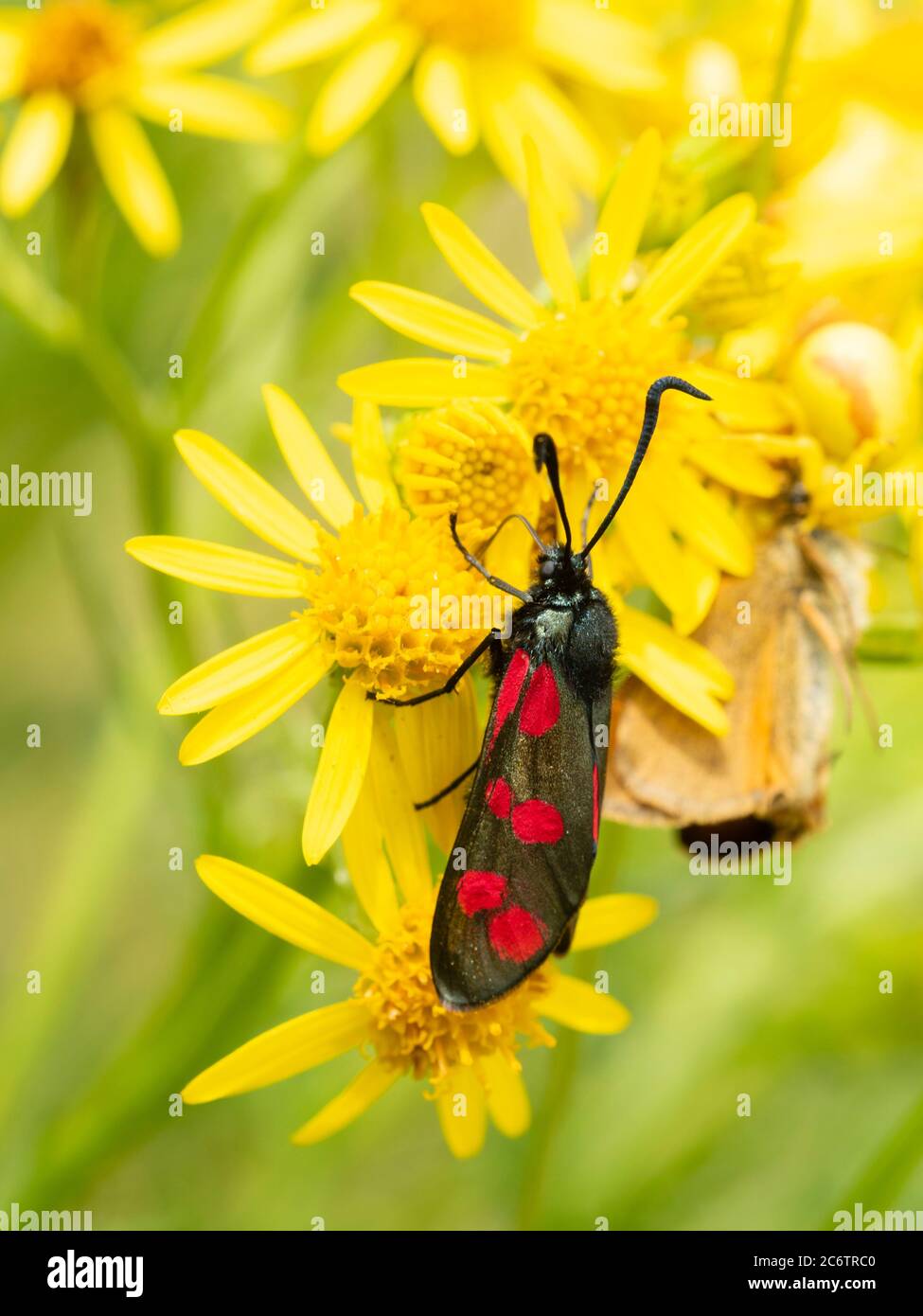 Zygaena filipendulae, papillon de six taches de couleur vive, se nourrissant de l'armoise commune, Jacobaea vulgaris, dans les prairies du Royaume-Uni Banque D'Images